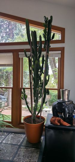 African Milkweed Tree