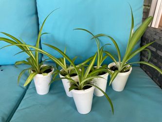 Heathly Spider Plants