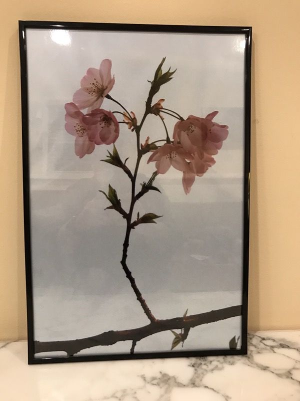 Cherry Blossoms Print