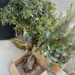 Free Plants