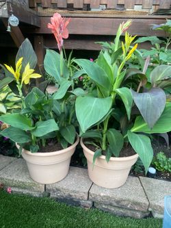 Canna lily 4 color in pots $15 each