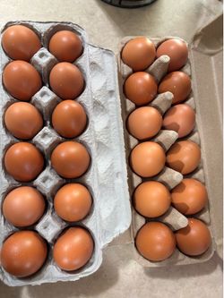 Fresh Eggs