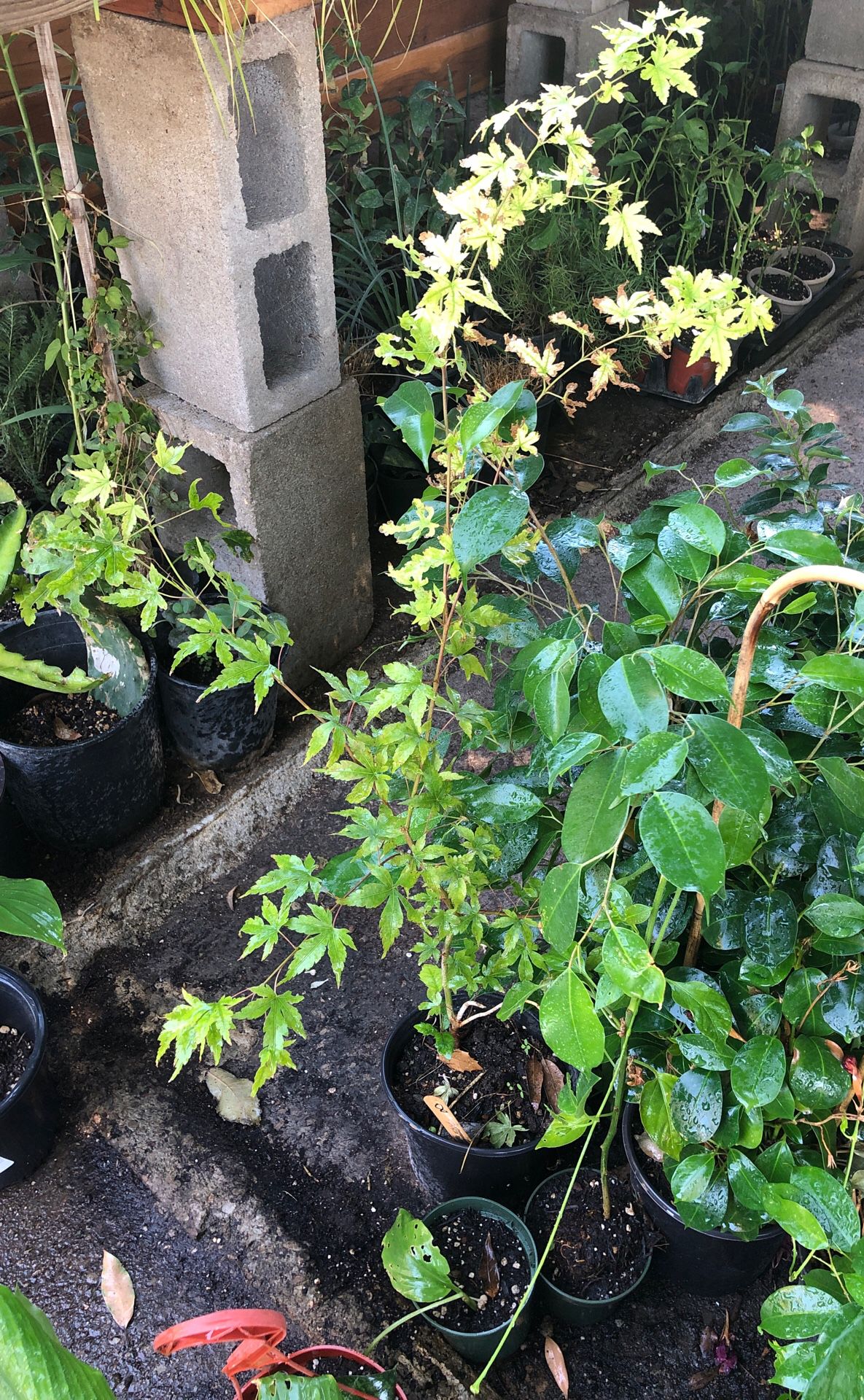 Japanese maple plant in 1 gallon pot 3 feet tall