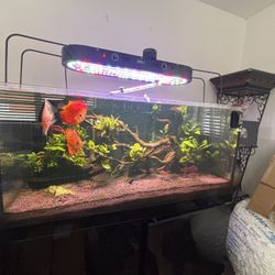 100 GALLON FISH TANK 