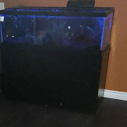 Beautiful 60 Gallon Fish Tank