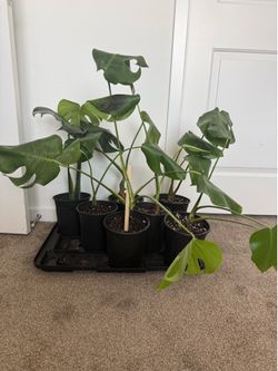 Medium Monstera price for each