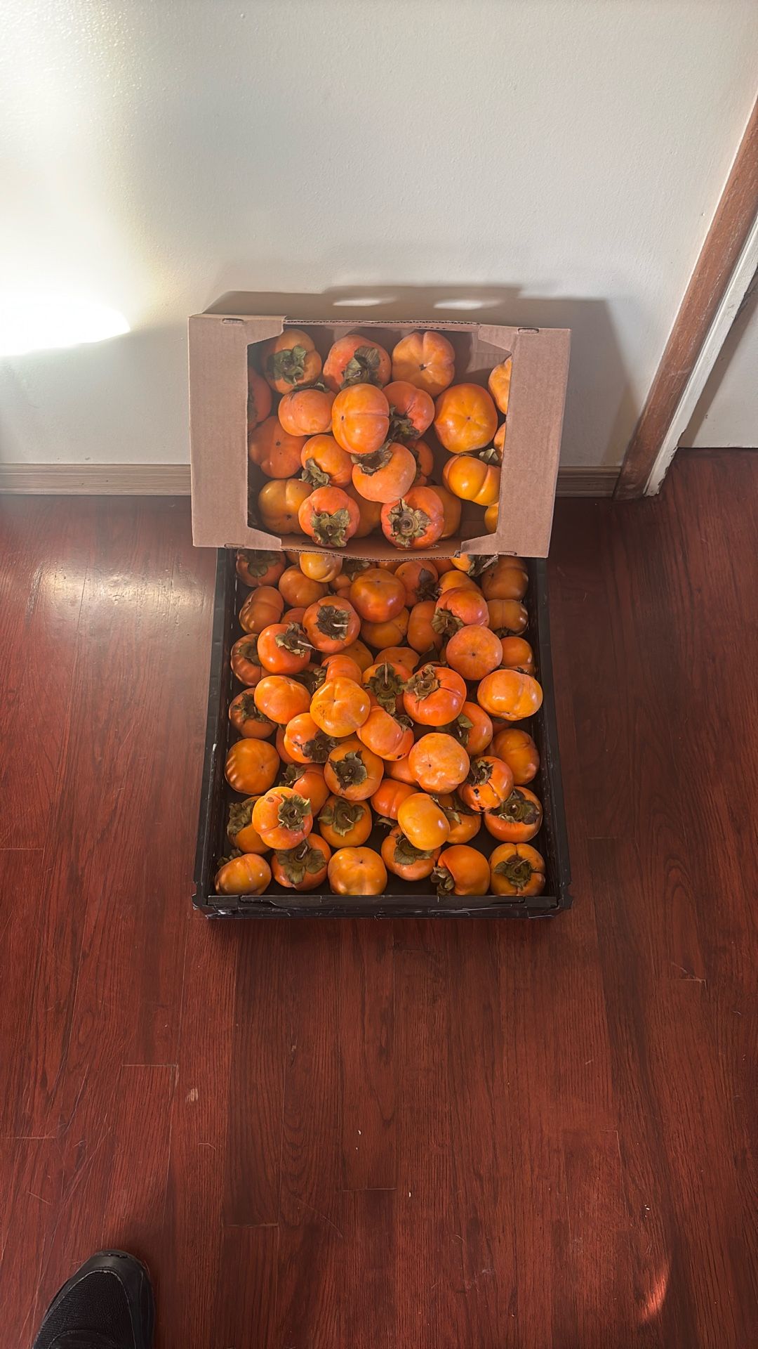 Persimmon Fuyu 