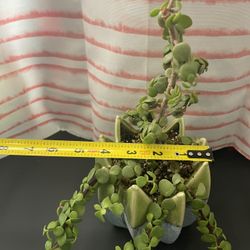 Portulacaria Afra (live succulent plant) *Also known as the plant that attracts prosperity  