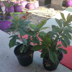 jatropha red plants 