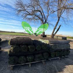 Best QUALITY Sod 