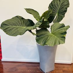 Indoor Plant - Super Big Regal Shields Alocasia with Tall Plastic Grey Pot