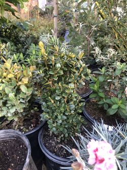 English woodbox plant in 1 gallon