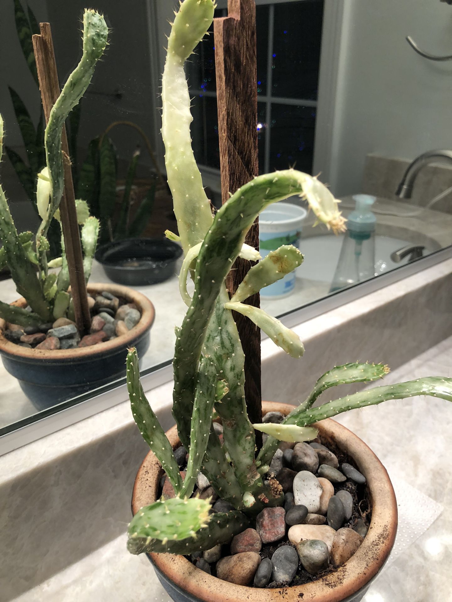 Cactus plant in a blue ceramic pot Live Plant