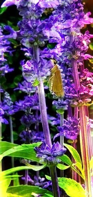 Digital Art And Photography