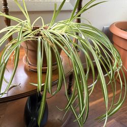 Spider Plant A