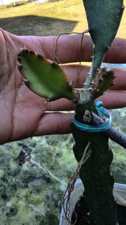 Deep Purple (Red) Flesh dragon fruit 1ft Tall Rooted Plant