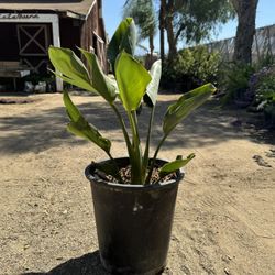 Orange Bird Of Paradise 5 Gal