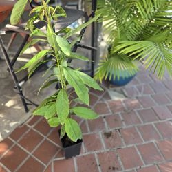 Small Baby Avacado Ready To Be Plant 
