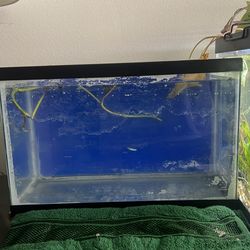 Free 5 Gallon tank with purchase of toy!