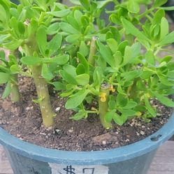 Smaller Succulent Plants