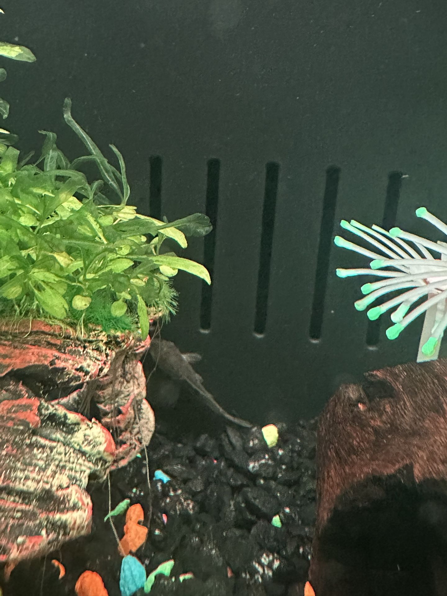 Fish Tank 5 Gallon And 2 Fish 