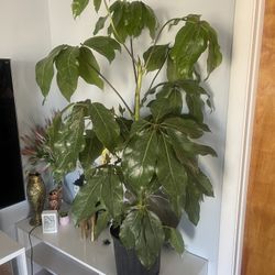 Schefflera Plant 