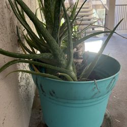 Alovera Plant