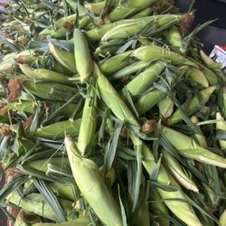 Fresh White Corn For Bags 