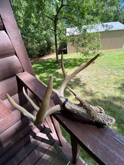 Deer antlers