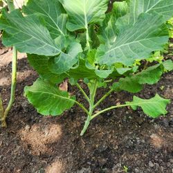 Collard Greens ( Young Tree Collard Plant 