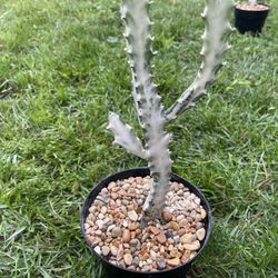 White Ghost Plant 🪴 