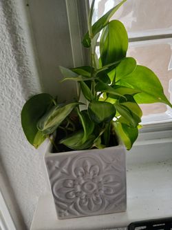 Live Philodendron Plant in Ceramic Pot