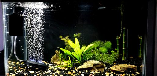 10 Gal Fish Tank