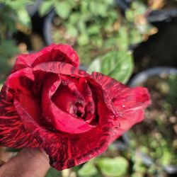 Rose Bush 