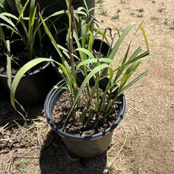 Lemongrass , Mesquito Repelled Plant 