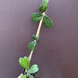 4” hoya Kerri splash