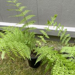 🐿️ Lady Fern Perennial Plant.
