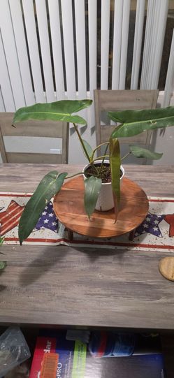 Philodendron billietiae