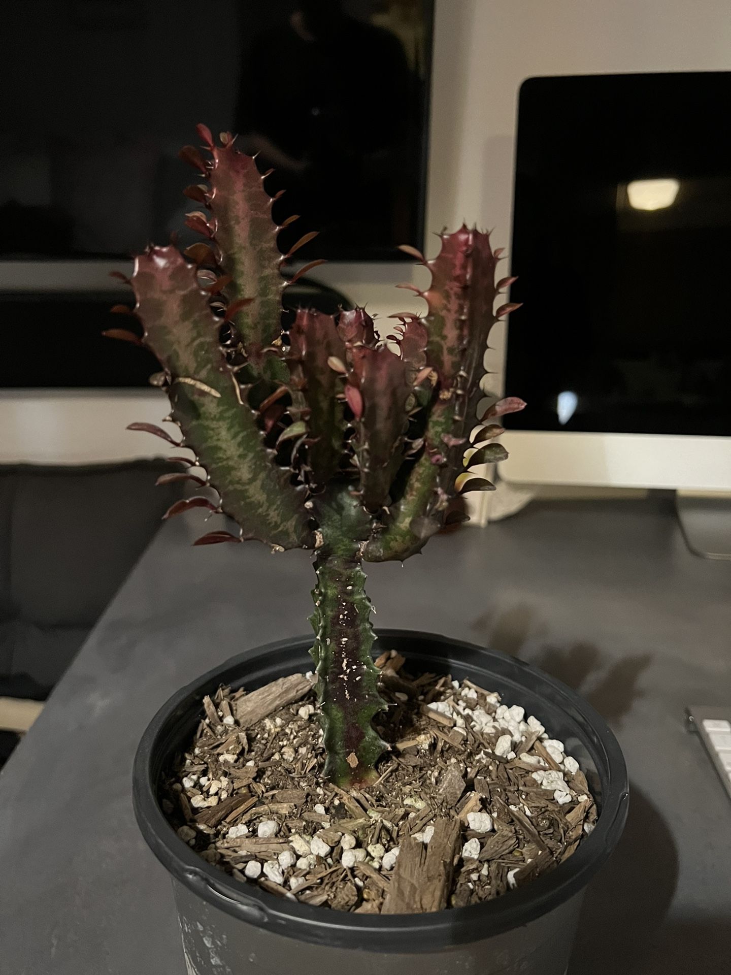 Good luck plant, “royal red”