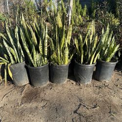 Snake Plants