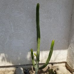 Large succulents (Euphorbia canariensis) - They look Like desert cactus