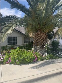 Palm Tree For Sale