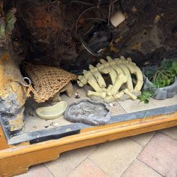 Bearded Dragon Terrarium Habitat. With Lots Of Accessories 