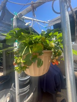 Strawberry plant