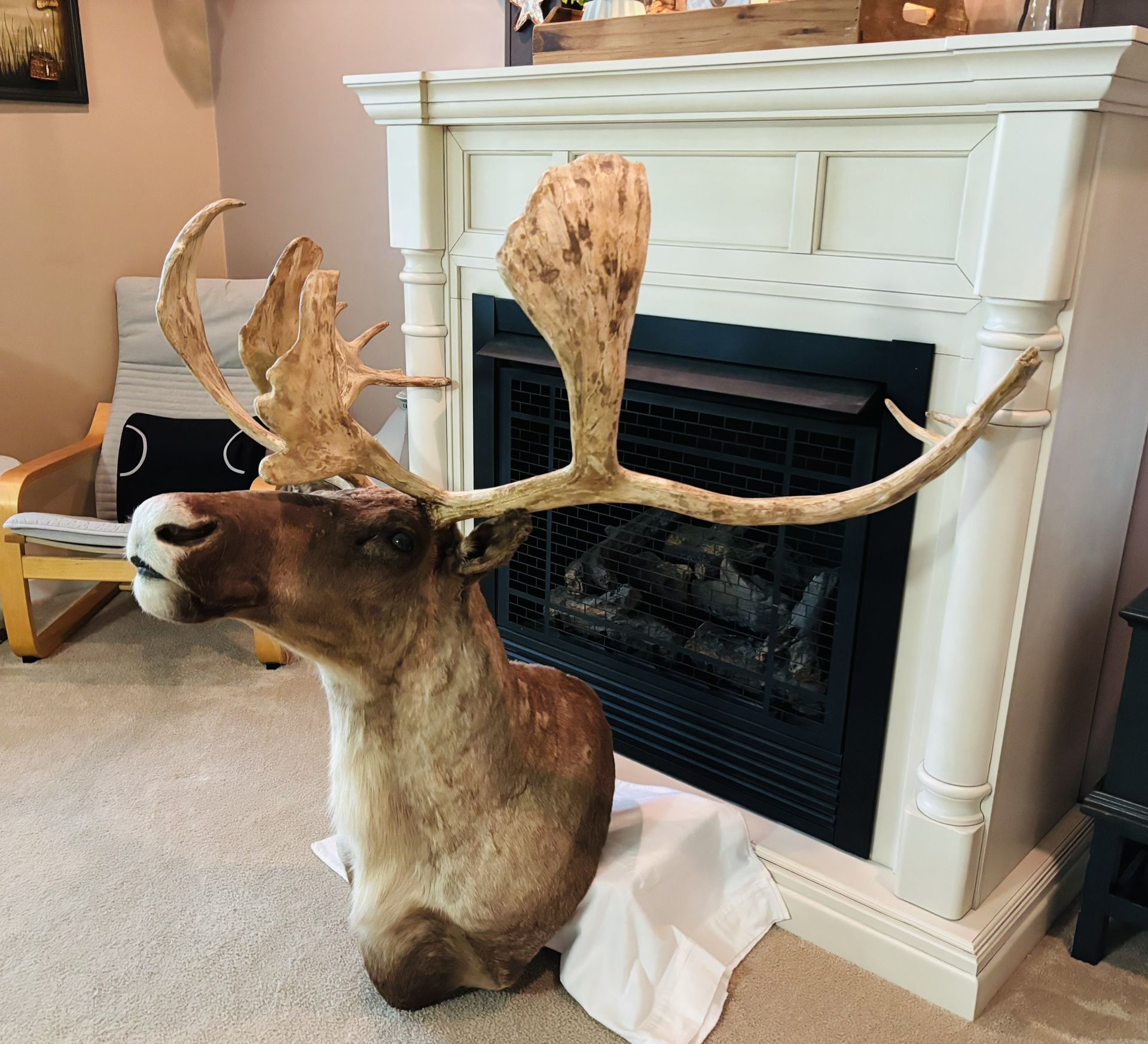 Caribou Wall Mount