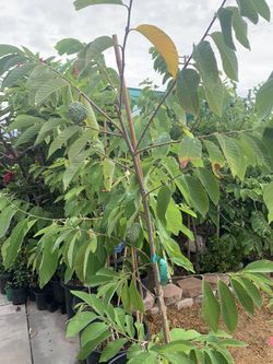 Atemoya ( Mang Cầu Úc )