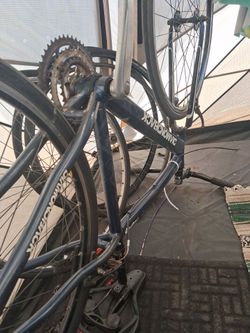 Diamondback Insight 1