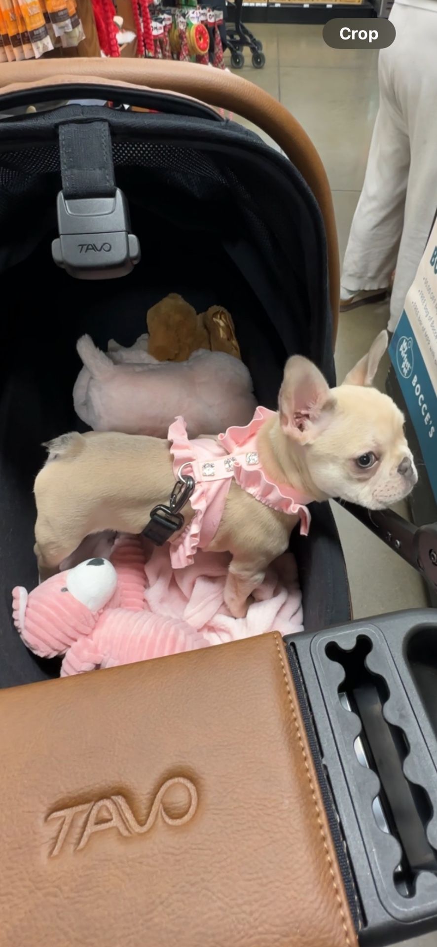 Dog Harness