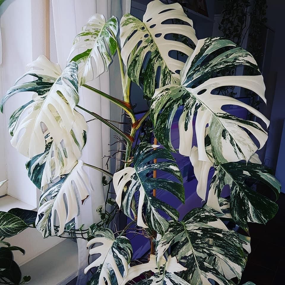 Monstera Albo Cuttings for Sale in Belleair, FL OfferUp