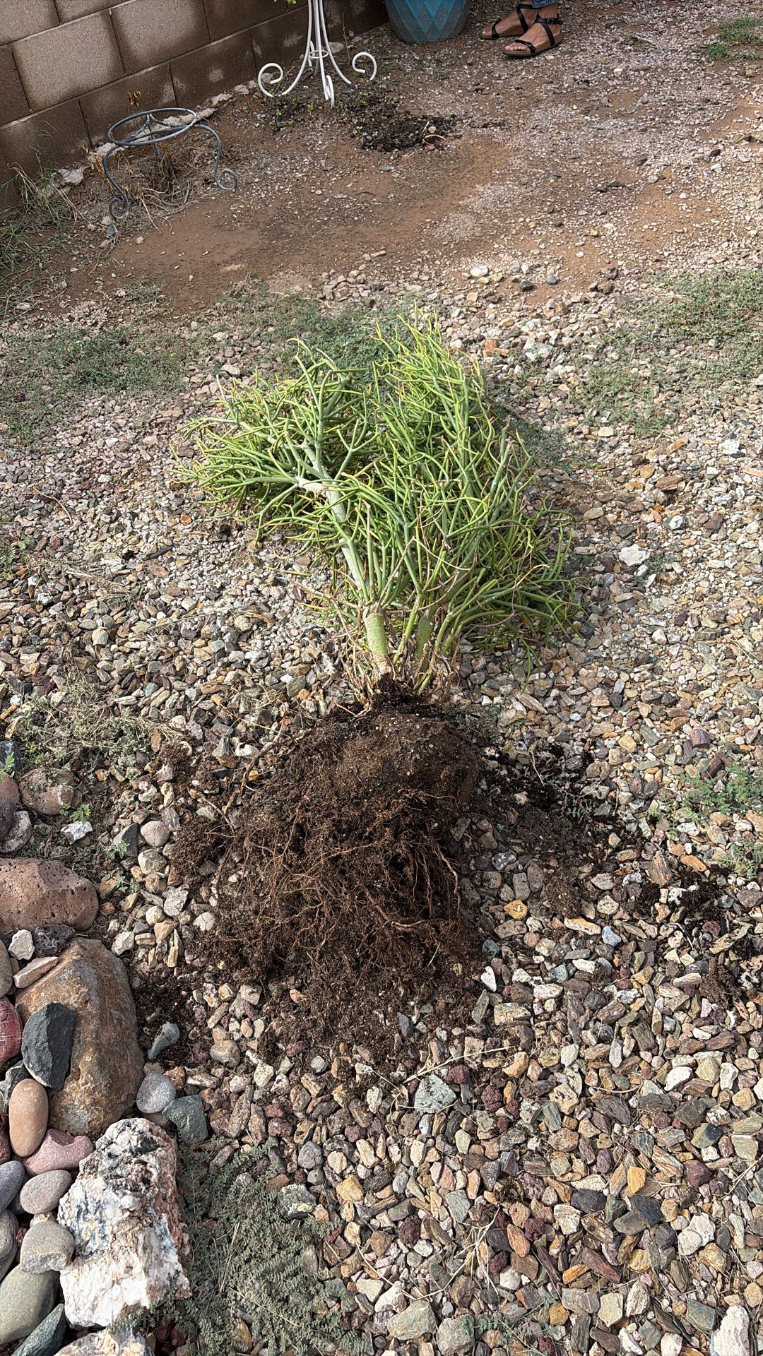 Fire Stick Plant 